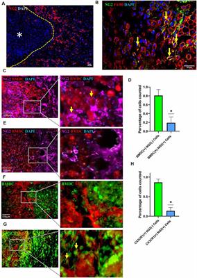 Myelin Debris Stimulates NG2/CSPG4 Expression in Bone Marrow-Derived Macrophages in the Injured Spinal Cord